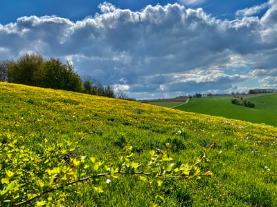 Yellow flower fields under the blue sky white clouds during the day
